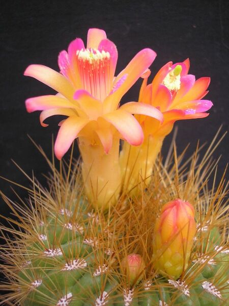 Fájl:Matucana aurantiaca subsp. currundayensis.jpg