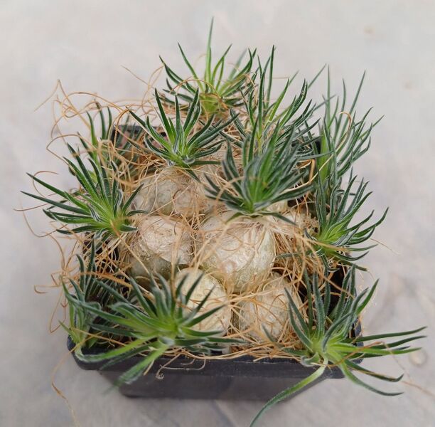 Fájl:Ornithogalum sardienii.HA 01.jpg