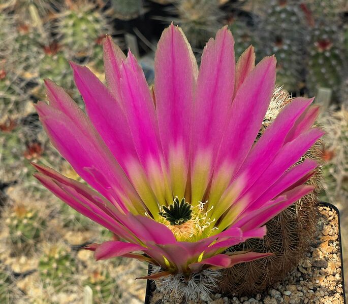 Fájl:Echinocereus felixianus.SzJ 02.jpg