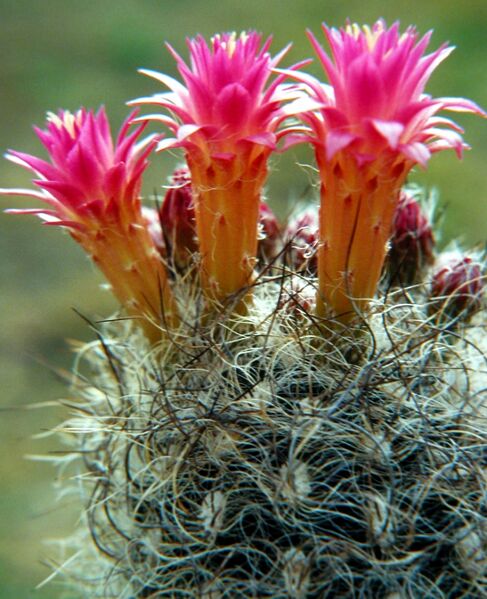 Fájl:Eriosyce senilis senilis-002.jpg