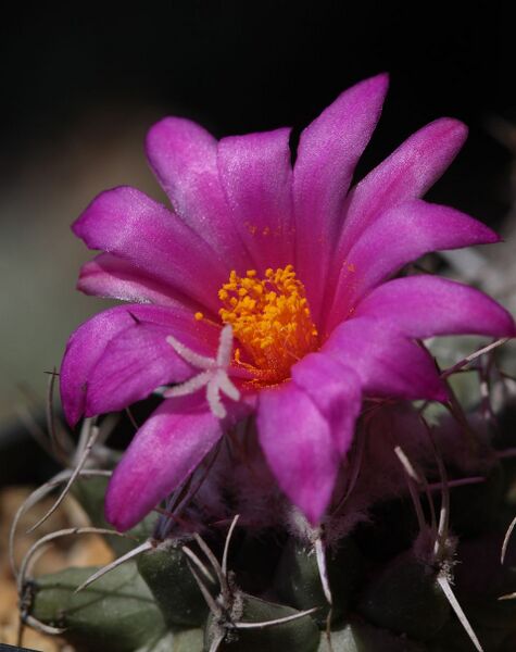 Fájl:Turbinicarpus nikolae-000.jpg