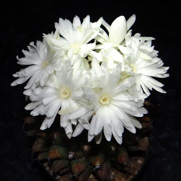 Fájl:Discocactus ferricola.AGy 01.jpg