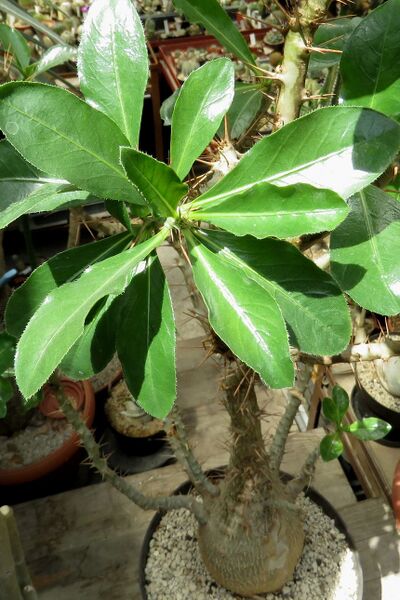 Fájl:Pachypodium lealii subs. saundersii-000.jpg