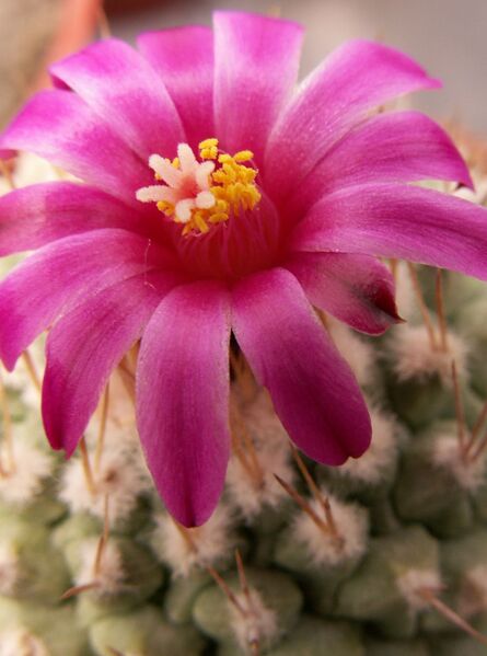 Fájl:Strombocactus disciformis esperanzae-0.jpg