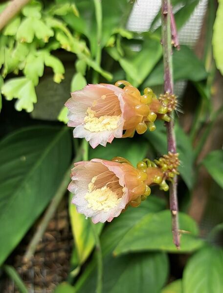 Fájl:Weberocereus tunilla ssp biolleyi.VZs 03.jpg
