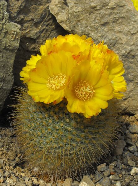 Fájl:Parodia microsperma 01-000 (1).jpg