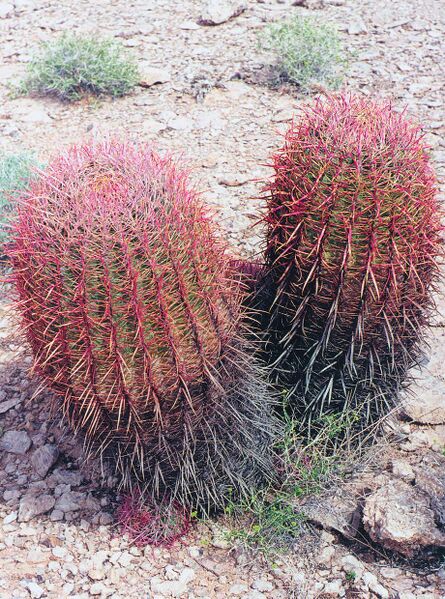 Fájl:Pozsgáslap 024-000.jpg