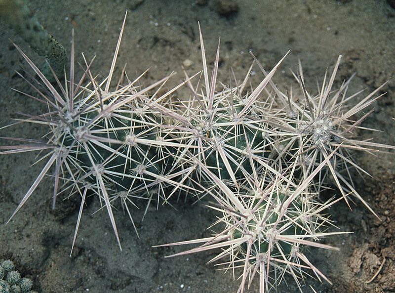 Fájl:Pozsgáslap 052-001.jpg