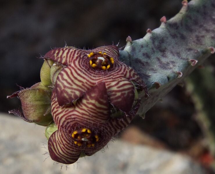 Fájl:Caralluma europea-002.jpg