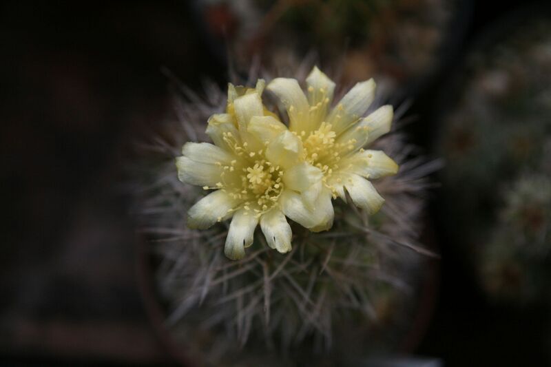 Fájl:Copiapoa ahremephiana.HL 02.jpg
