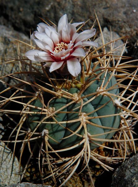 Fájl:Gymnocalycium spegazzinii cardenasianaum02-000.jpg