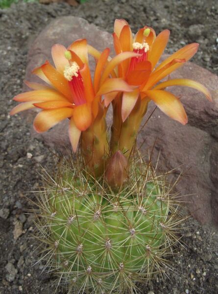 Fájl:Matucana aurantiaca aurantiaca-000.jpg