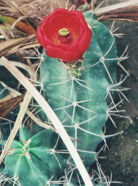 Fájl:Pozsgáslap 042-000.jpg