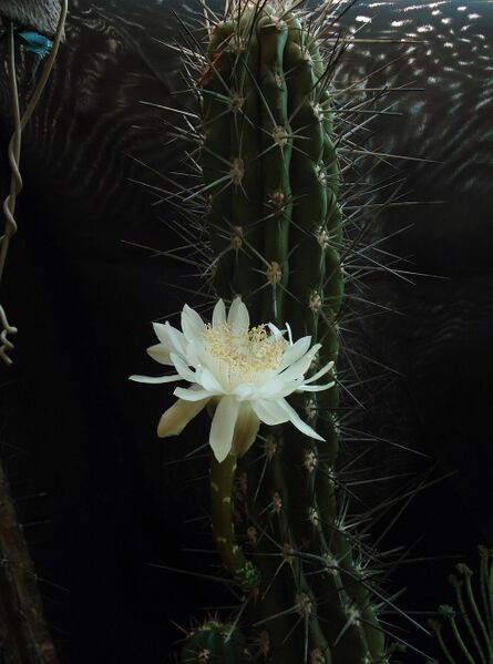 Fájl:Stetsonia coryne-0.jpg