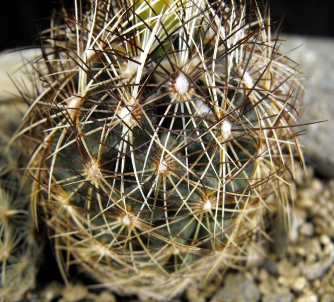 Fájl:Coryphantha nickelsiae-001.jpg
