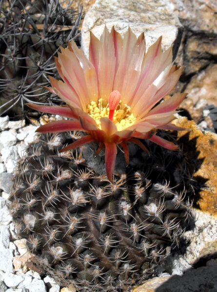 Fájl:Eriosyce odieri subsp odieri-000.jpg