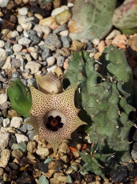Fájl:Huernia yemenensis-000.jpg