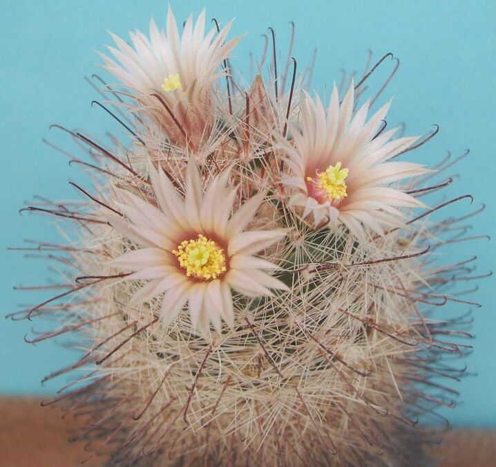 Mammillaria barbata
