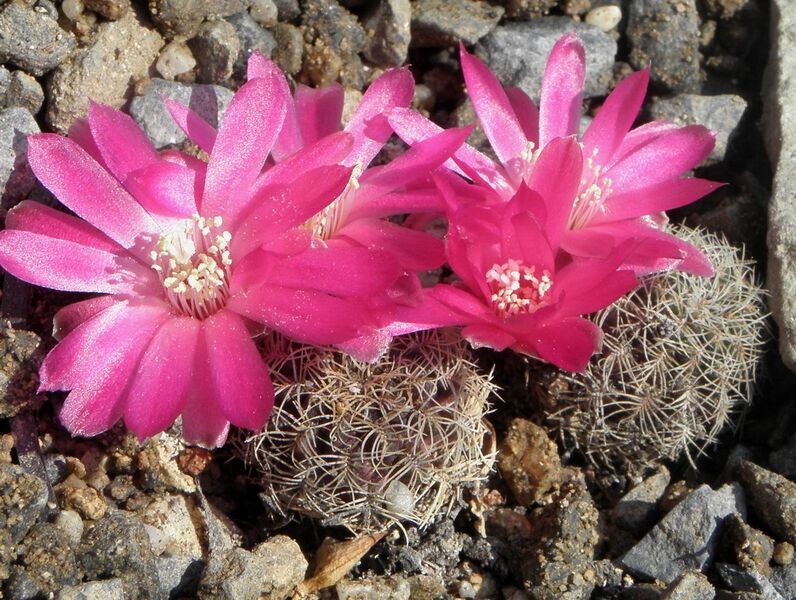 Fájl:Rebutia steinbachii mizquensis-001.jpg
