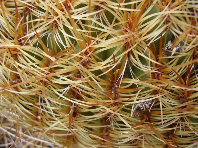 Fájl:Oroya peruviana-2.jpg