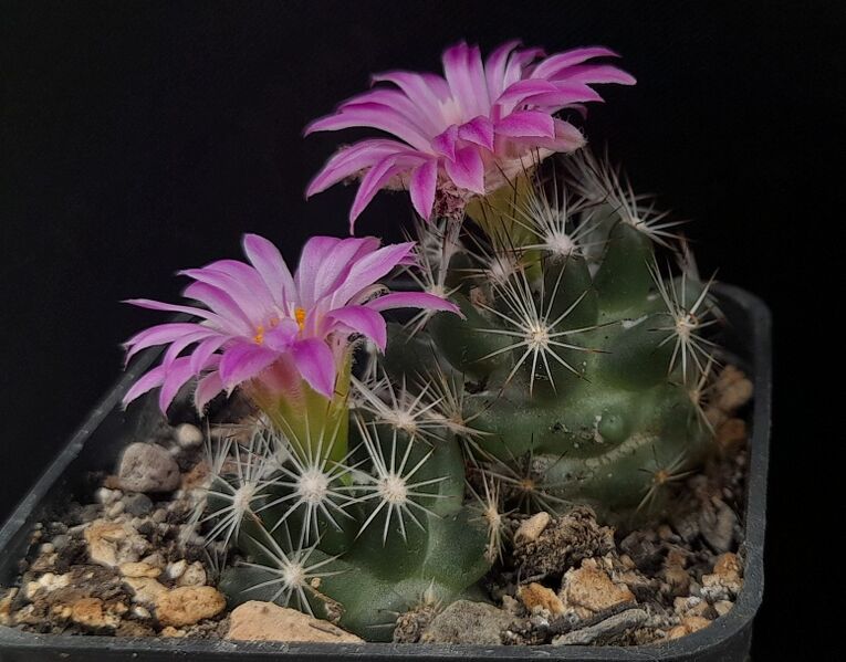 Fájl:Pelecyphora hesteri.JCs 01.jpg