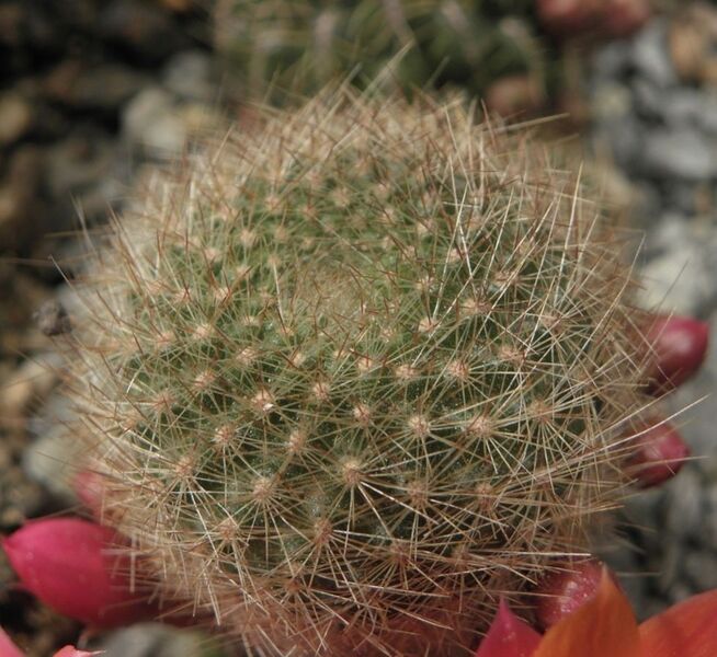 Fájl:Rebutia febrigii hoffmannii-1.jpg