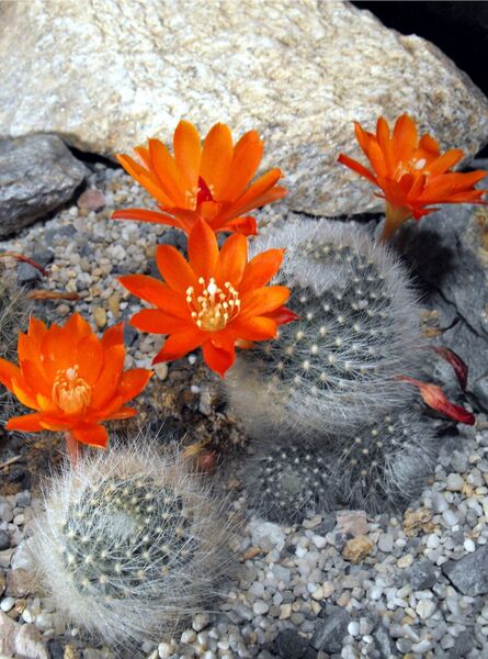 Fájl:Rebutia fiebrigii albipilosa-0.jpg