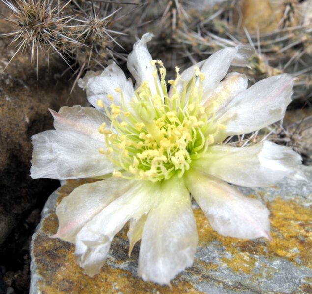 Fájl:Corynopuntia marenae-001.jpg