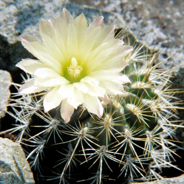 Fájl:Eriosyce chilensis-002.jpg