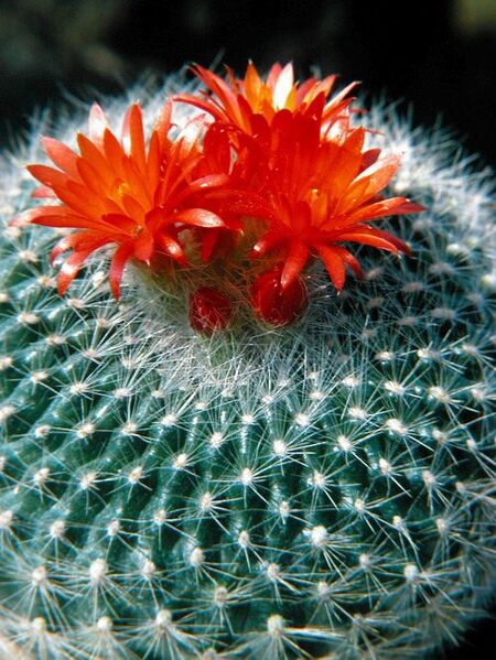 Fájl:Notocactus haselbergii.PL 01.jpg