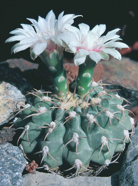 Fájl:Pozsgáslap 028-000.jpg