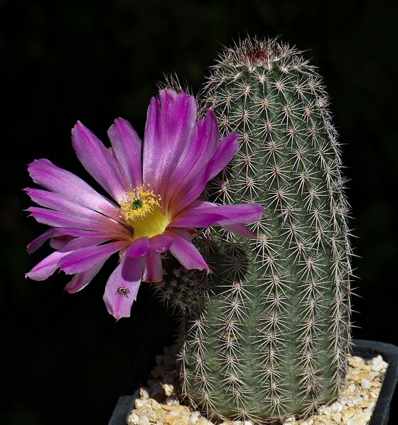 Fájl:Echinocereus bristolii MAO-055.SzJ-03.jpg