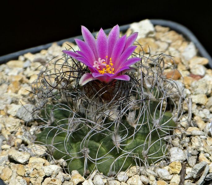 Fájl:Kadenicarpus pseudomacrochele lausseri MZ571.SzJ 02.jpg