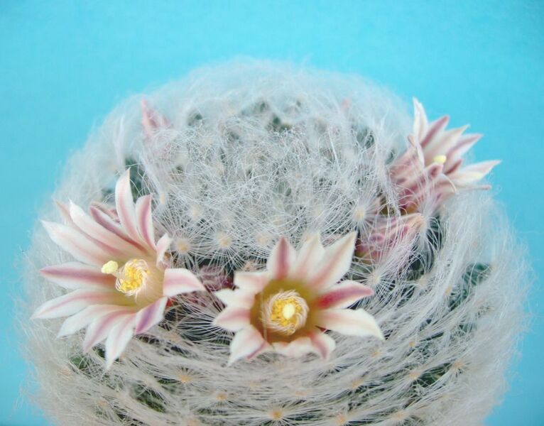 Fájl:Mammillaria aureilanata-1.jpg