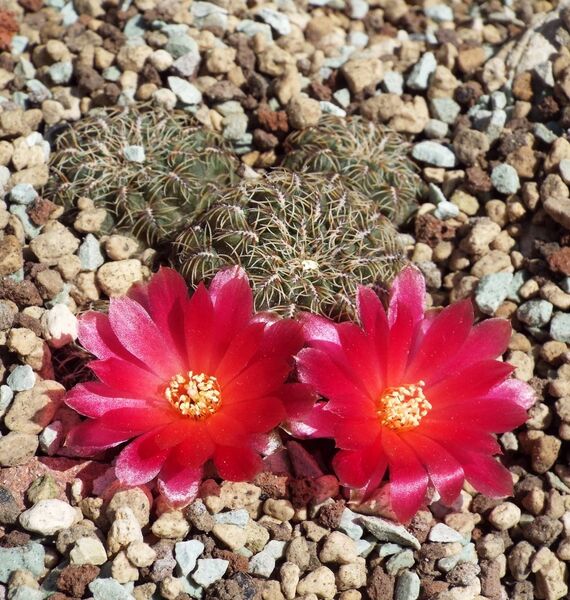Fájl:Rebutia mentosa markusii-0.jpg