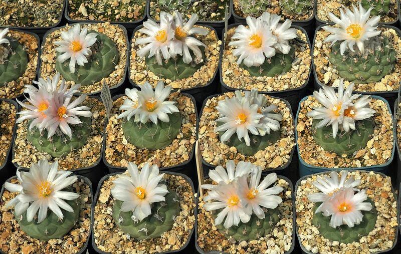Fájl:Turbinicarpus lophophoroides.SzJ 06.jpg