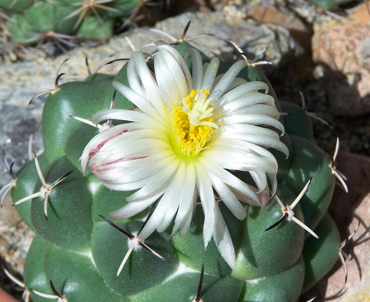 Fájl:Coryphantha maiz-tablasensis-001.jpg