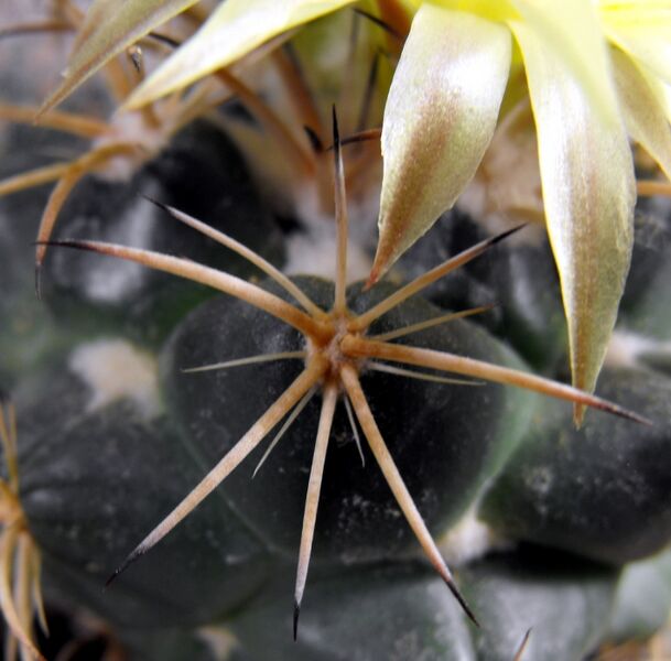Fájl:Coryphantha pycnacantha-001.jpg