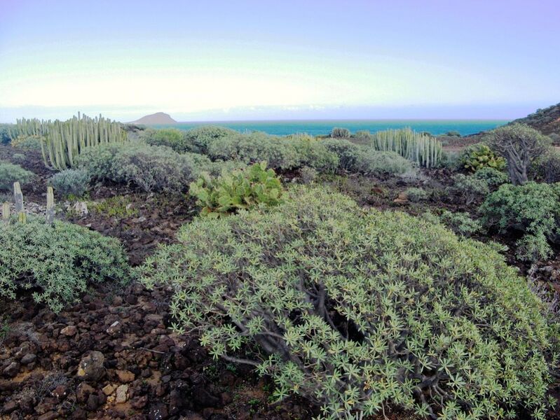 Fájl:Euphorbia balsamifera 2-001.jpg