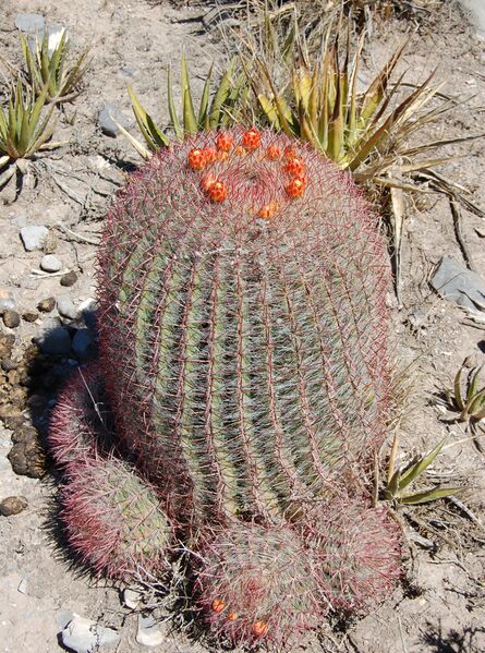 Fájl:Ferocactus pilosus 2 rész-001.jpg