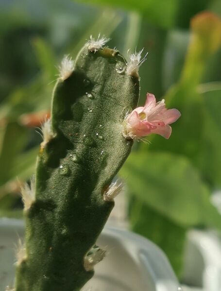 Fájl:Lymanbensonia incachacana.VZs 03.jpg