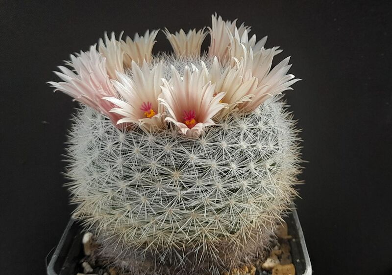Fájl:Mammillaria candida.JCs 01.jpg