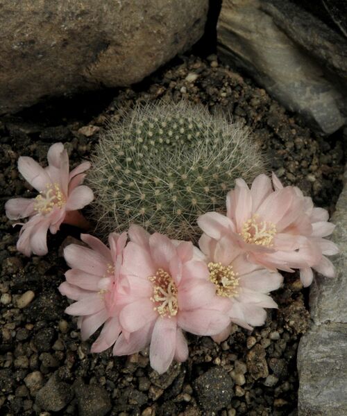 Fájl:Rebutia minuscula kariusiana-0.jpg
