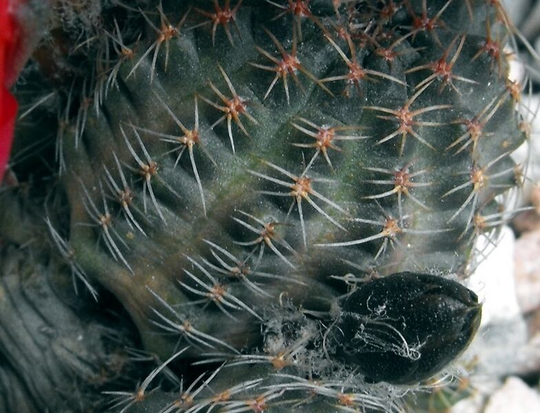 Fájl:Rebutia pygmaea iscayachensis-1.jpg