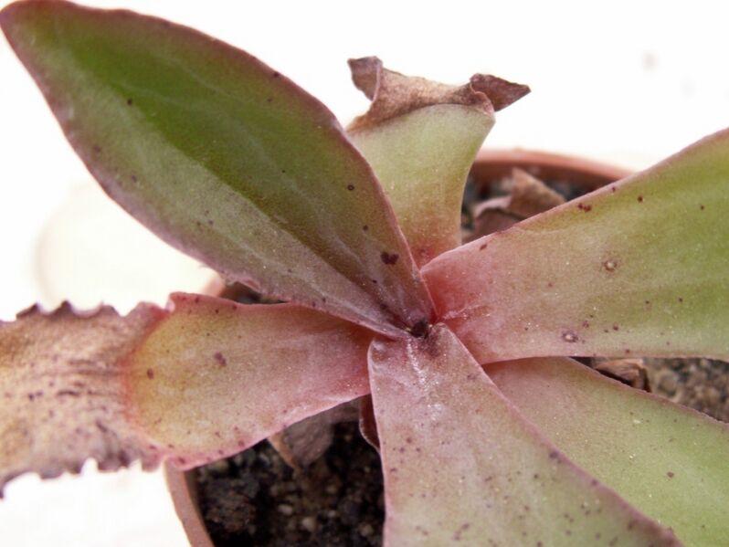 Fájl:Thompsonella minutiflora-2.jpg