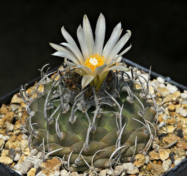 Fájl:Turbinicarpus klinkerianus.SzJ 03.jpg