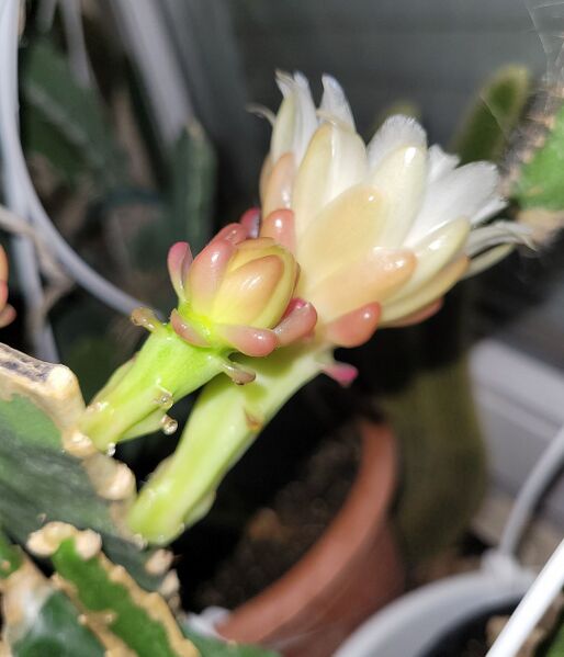 Fájl:Weberocereus bradei.VZs 02.jpg