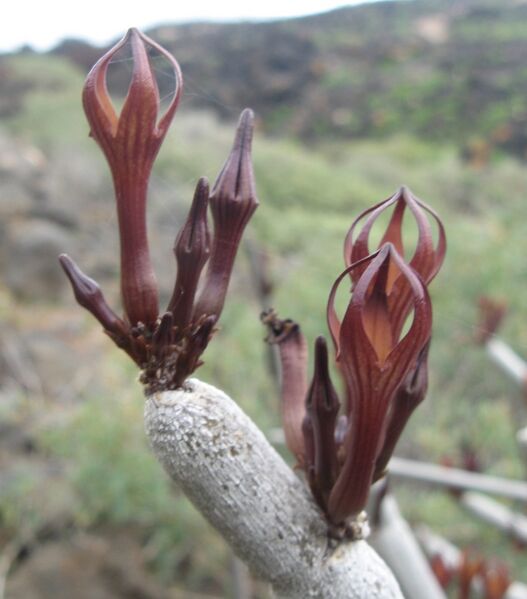 Fájl:Ceropegia fusca 1 rész-001.jpg