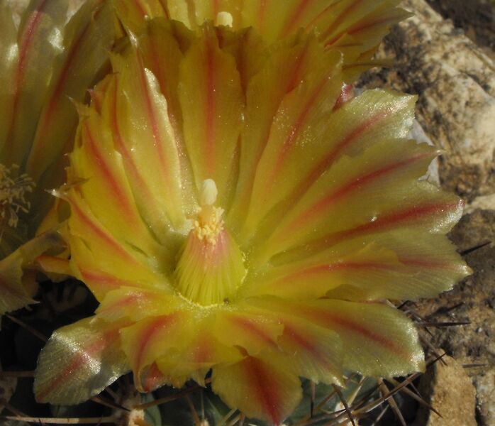 Fájl:Eriosyce curvispina curvispina-001.jpg