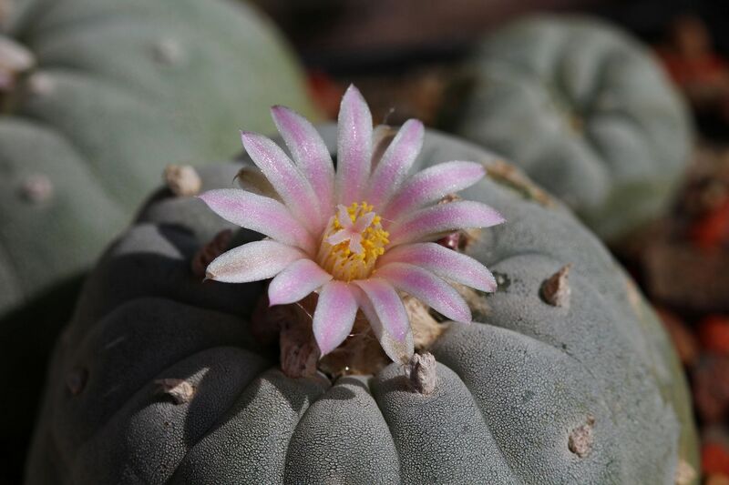 Fájl:Lophophora fricii-001.jpg